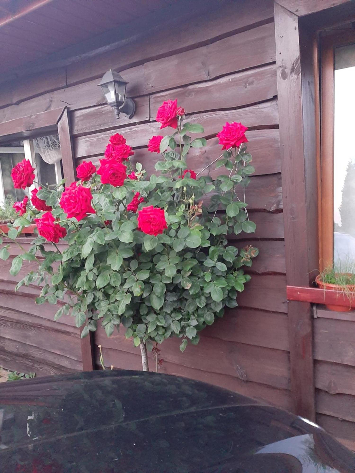 Appartamento Zielone Zacisze Zagnansk Esterno foto